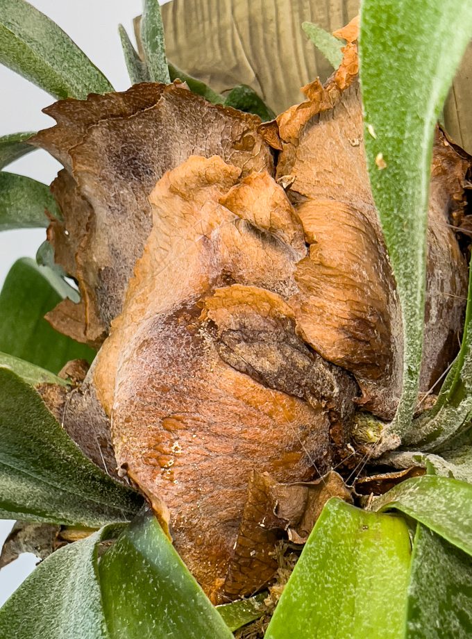 Jardín Vertical Grande de Platycerium bifurcatum sobre Madera Natural Reciclada