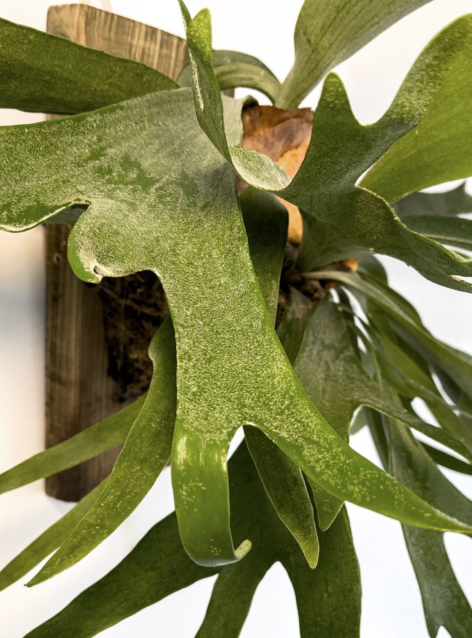 Jardín Vertical Grande de Platycerium bifurcatum sobre Madera Natural Reciclada