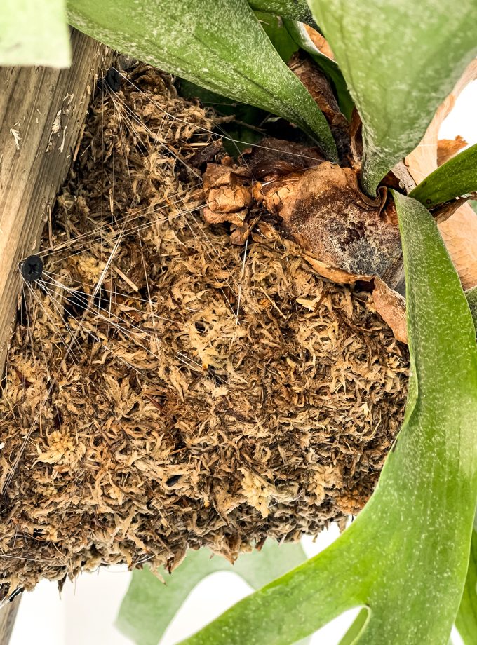 Jardín Vertical Grande de Platycerium bifurcatum sobre Madera Natural Reciclada