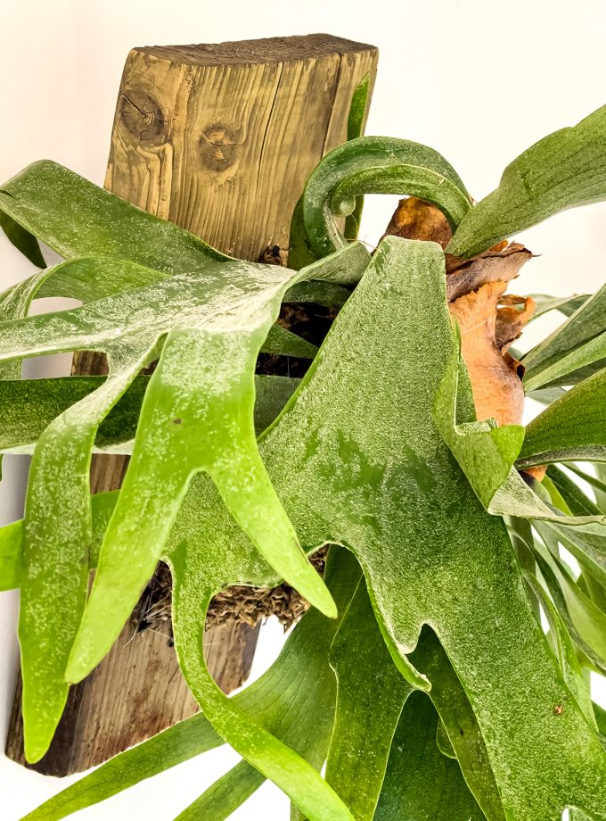 Jardín Vertical Grande de Platycerium bifurcatum sobre Madera Natural Reciclada