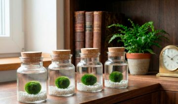 Alga Marimo, guía de cuidados.