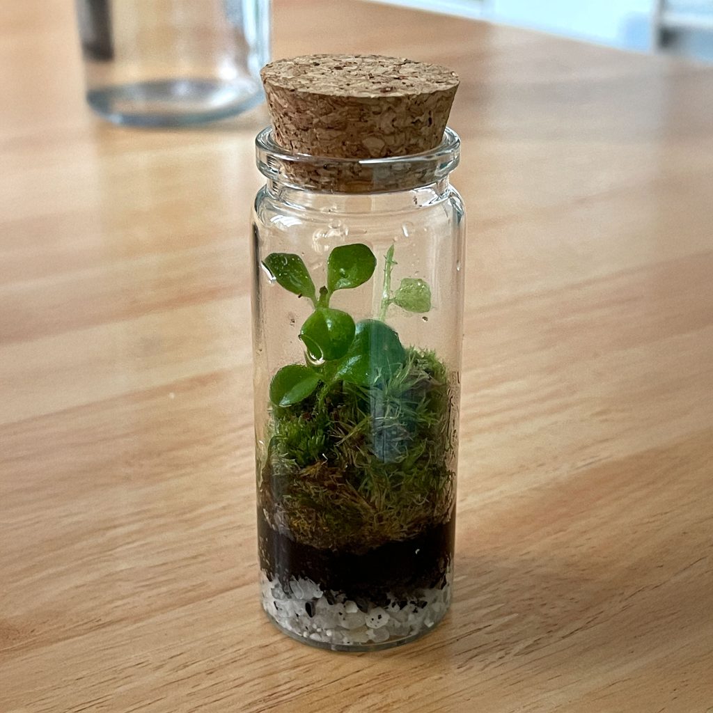 Mini Terrarios - Misspora