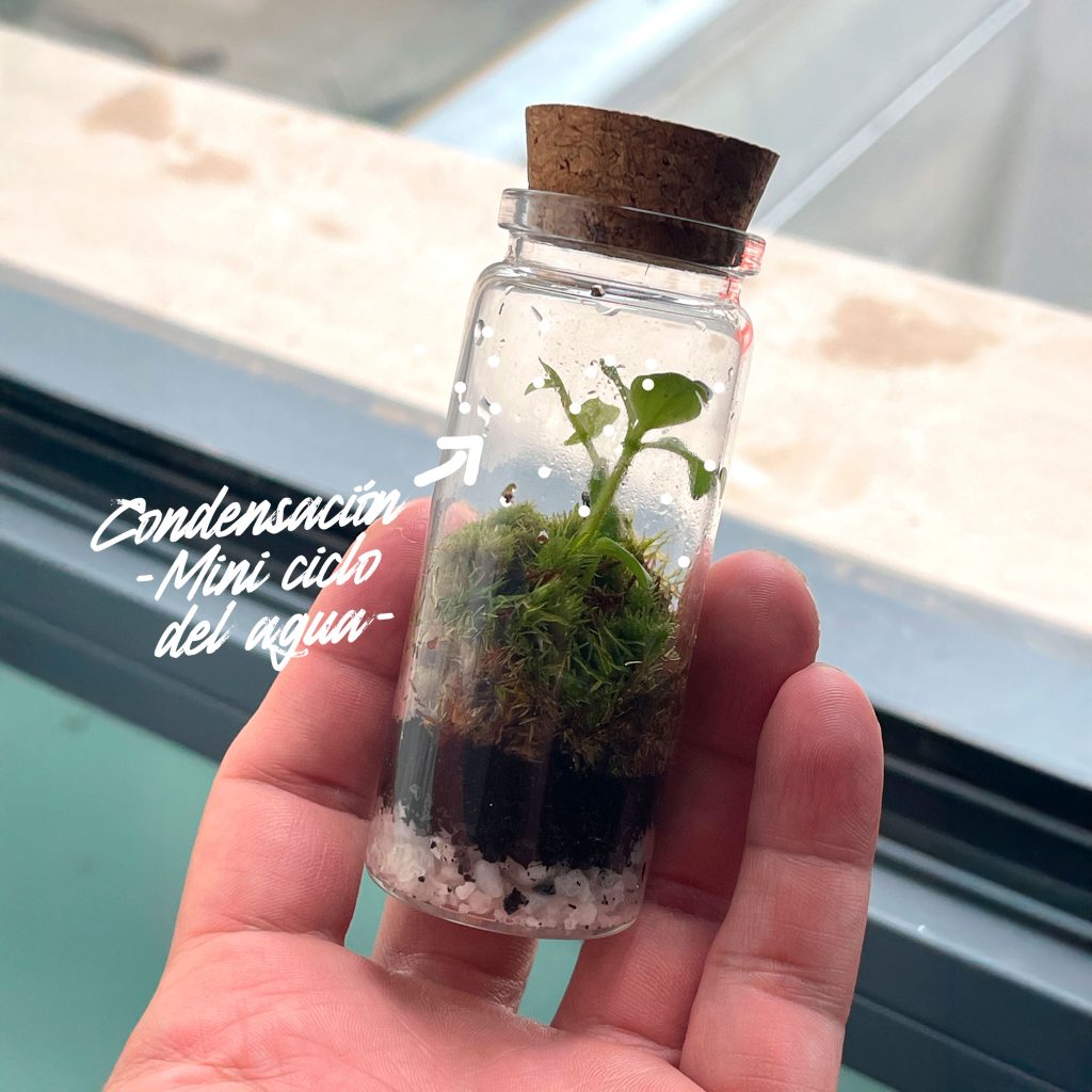 Mini Terrarios - Misspora