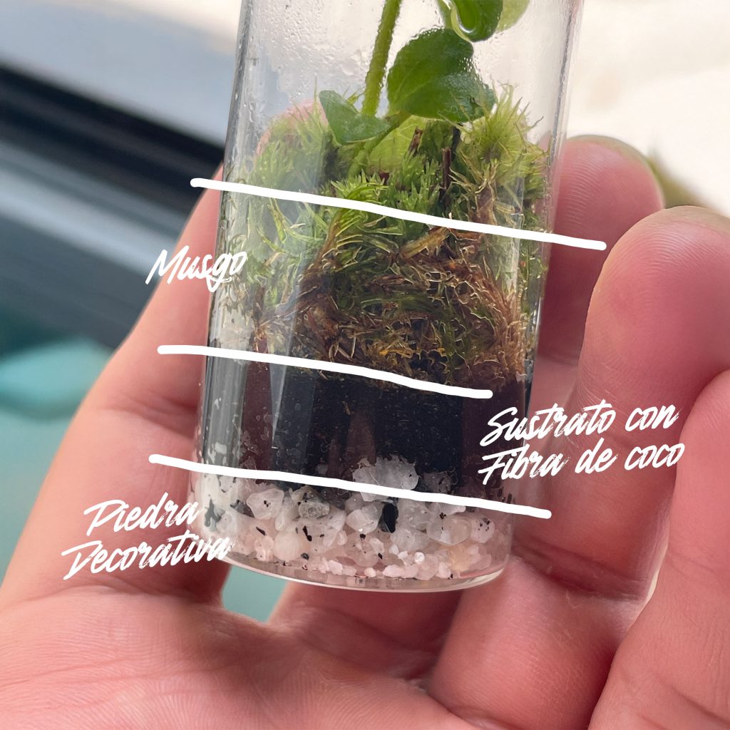 Mini Terrarios - Misspora