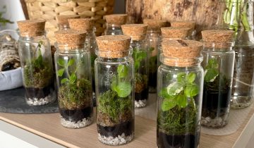 Terrarios Eternos, guía de cuidados.